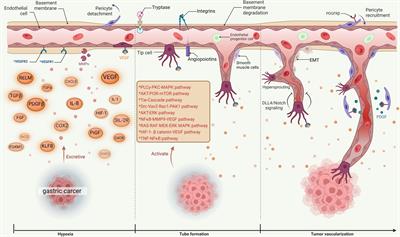 Clinical progress of anti-angiogenic targeted therapy and combination therapy for gastric cancer